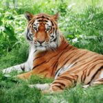 Sundarban Tour Packages